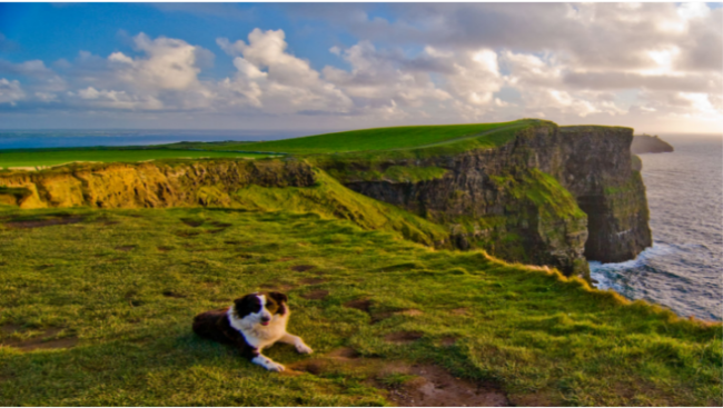 Cliffs of Moher Dog